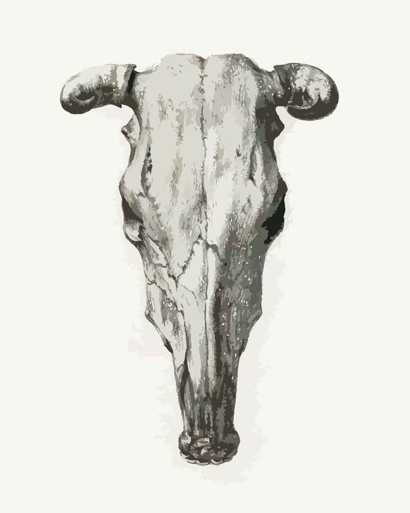 Diamond Painting -Skull of a Cow | Jean Bernard
