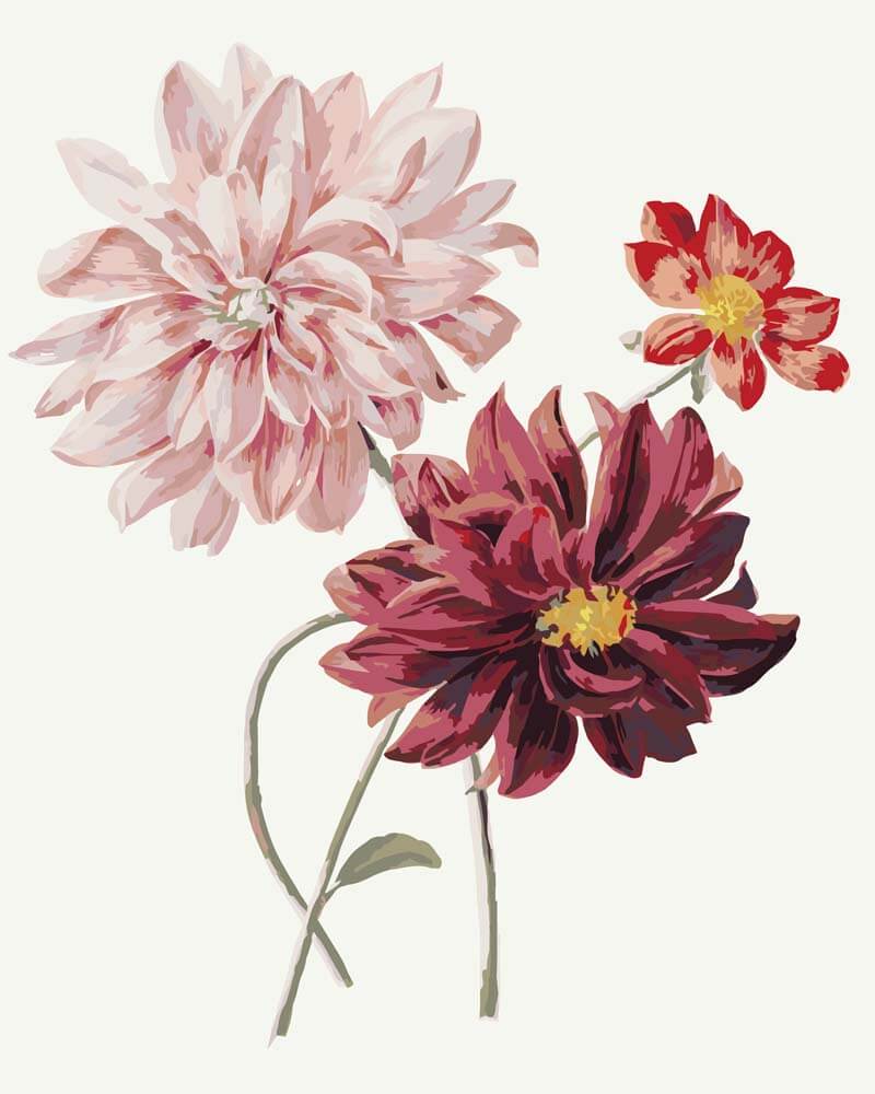 Diamond Painting - Dahlias | Willem Hekking